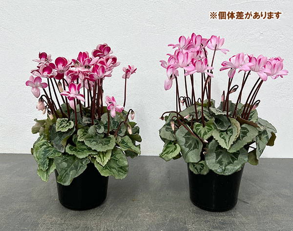 シクラメン:ララシリーズ チェリー4号鉢