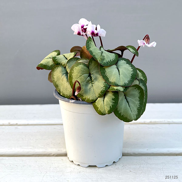 シクラメン(原種系):コウム クーミー シルバーリーフ ホワイト系3号ポット