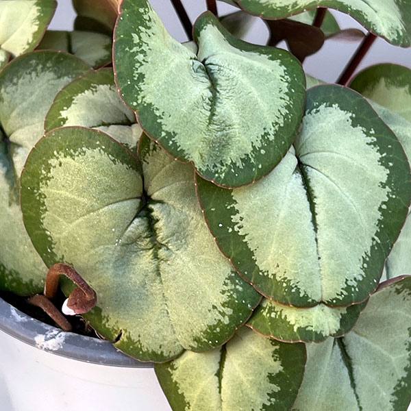 シクラメン(原種系):コウム クーミー シルバーリーフ ホワイト系3号ポット