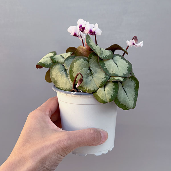 シクラメン(原種系):コウム クーミー シルバーリーフ ホワイト系3号ポット