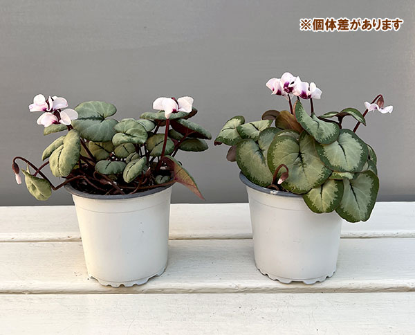 シクラメン(原種系):コウム クーミー シルバーリーフ ホワイト系3号ポット