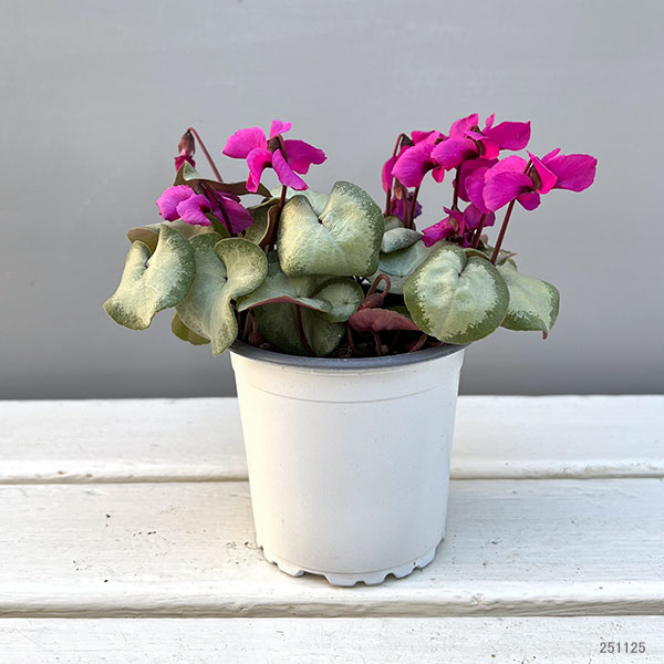 シクラメン（原種系）：コウム　クーミー　シルバーリーフ　ピンク系3号ポット