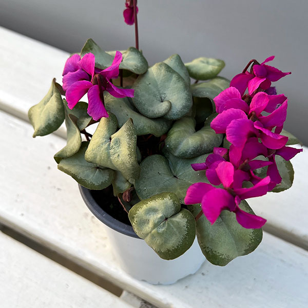 シクラメン（原種系）：コウム　クーミー　シルバーリーフ　ピンク系3号ポット