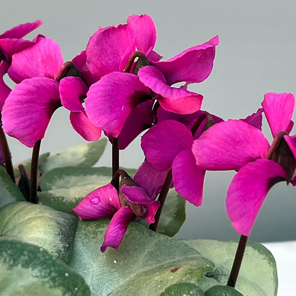 シクラメン（原種系）：コウム　クーミー　シルバーリーフ　ピンク系3号ポット