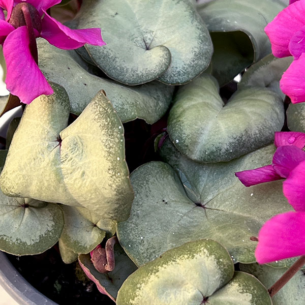 シクラメン（原種系）：コウム　クーミー　シルバーリーフ　ピンク系3号ポット