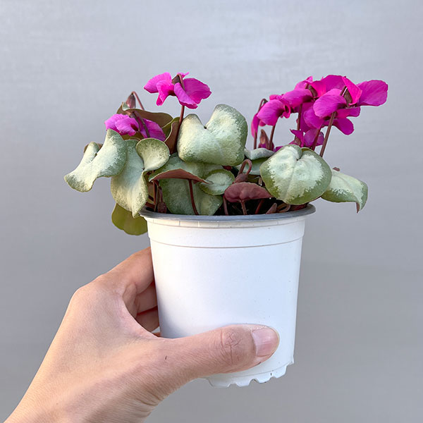 シクラメン（原種系）：コウム　クーミー　シルバーリーフ　ピンク系3号ポット