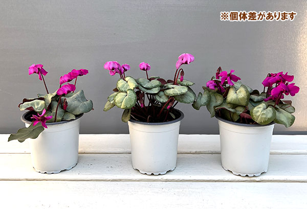 シクラメン（原種系）：コウム　クーミー　シルバーリーフ　ピンク系3号ポット