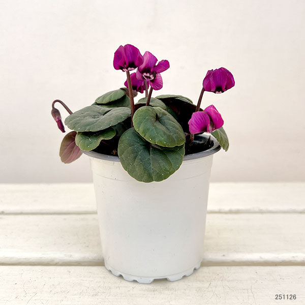 シクラメン(原種系):コウム クーミー グリーンリーフ ピンク系3号ポット