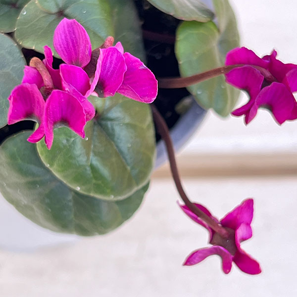 シクラメン(原種系):コウム クーミー グリーンリーフ ピンク系3号ポット