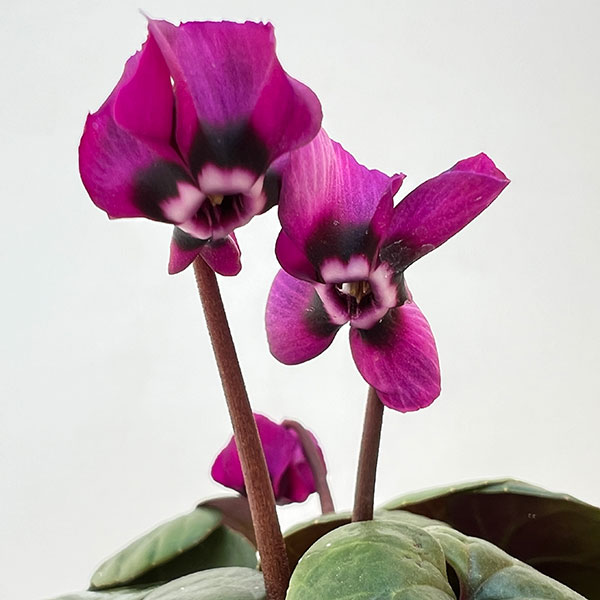 シクラメン(原種系):コウム クーミー グリーンリーフ ピンク系3号ポット