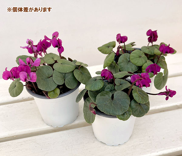 シクラメン(原種系):コウム クーミー グリーンリーフ ピンク系3号ポット