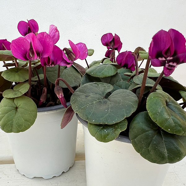 シクラメン(原種系):コウム クーミー グリーンリーフ ピンク系3号ポット