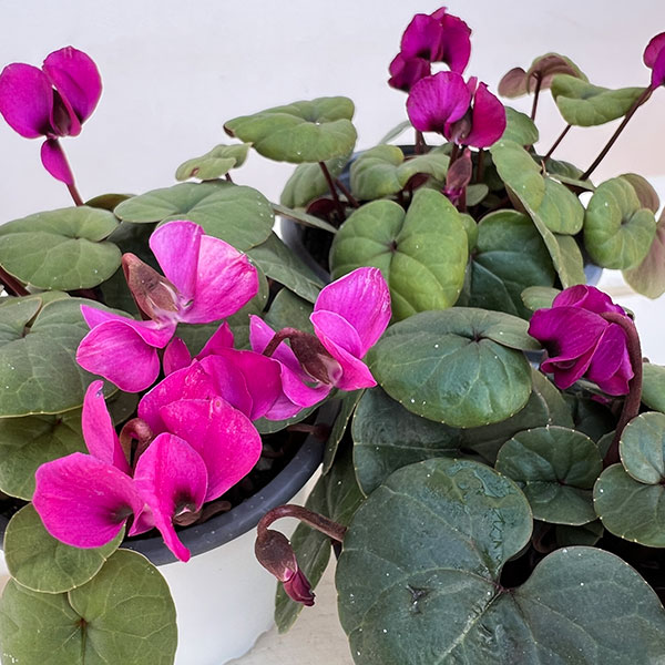 シクラメン(原種系):コウム クーミー グリーンリーフ ピンク系3号ポット