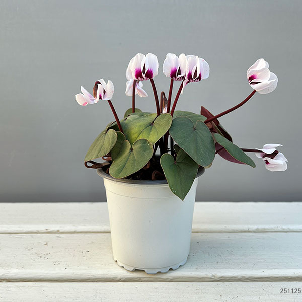 シクラメン（原種系）：コウム　クーミー　グリーンリーフ　ホワイト系3号ポット