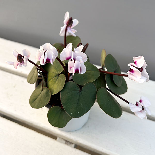 シクラメン（原種系）：コウム　クーミー　グリーンリーフ　ホワイト系3号ポット