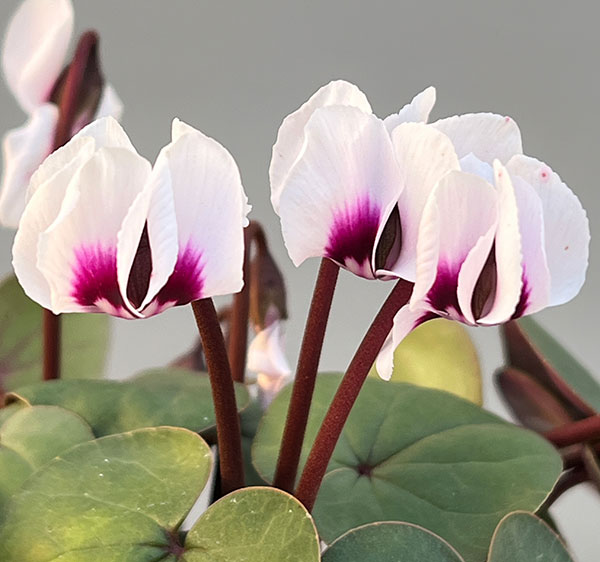 シクラメン（原種系）：コウム　クーミー　グリーンリーフ　ホワイト系3号ポット