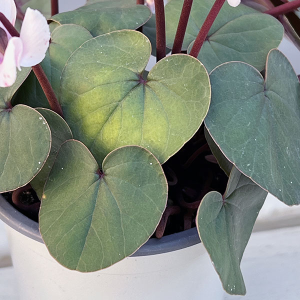 シクラメン（原種系）：コウム　クーミー　グリーンリーフ　ホワイト系3号ポット