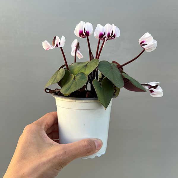 シクラメン（原種系）：コウム　クーミー　グリーンリーフ　ホワイト系3号ポット