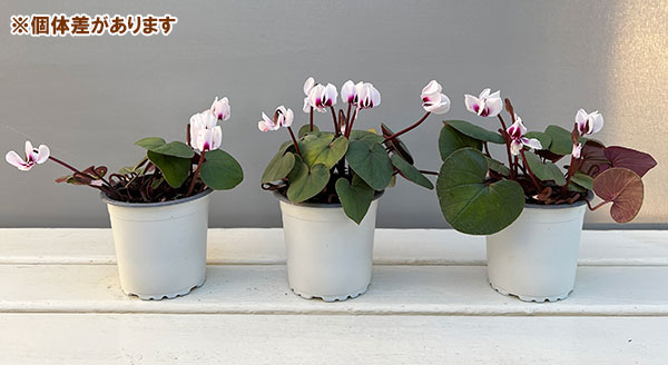 シクラメン（原種系）：コウム　クーミー　グリーンリーフ　ホワイト系3号ポット