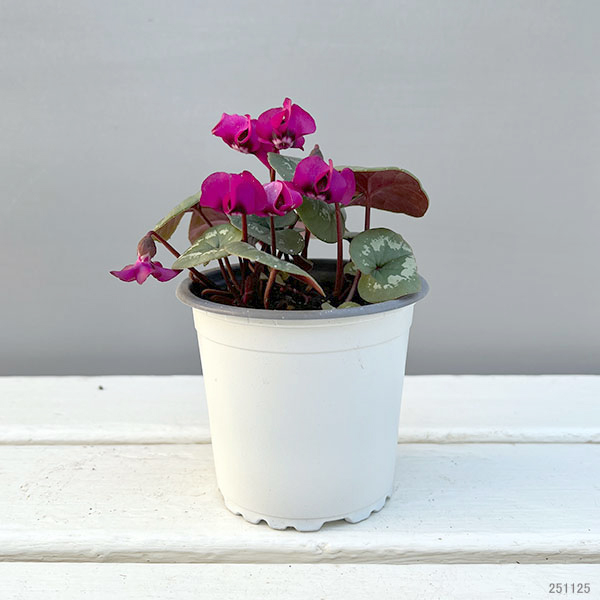 シクラメン（原種系）：コウム　クーミー　ピンク系3号ポット