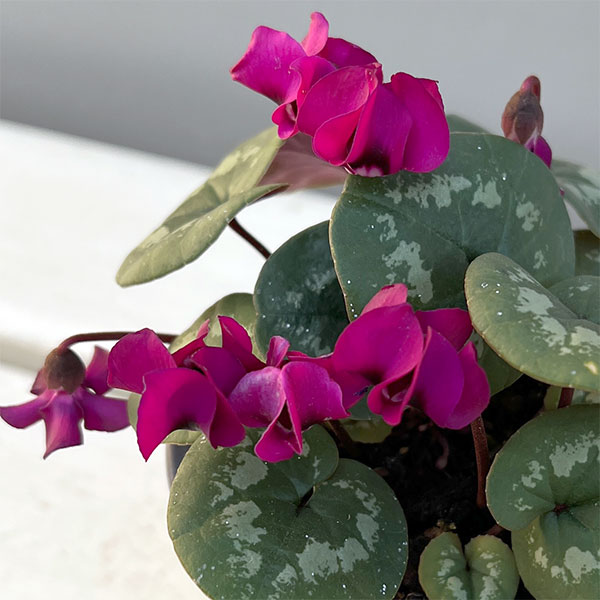 シクラメン（原種系）：コウム　クーミー　ピンク系3号ポット