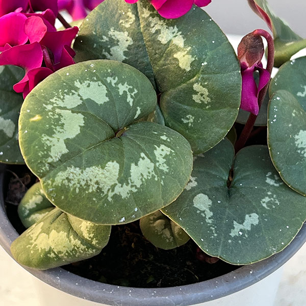 シクラメン（原種系）：コウム　クーミー　ピンク系3号ポット