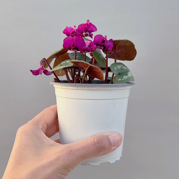 シクラメン（原種系）：コウム　クーミー　ピンク系3号ポット