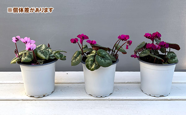 シクラメン（原種系）：コウム　クーミー　ピンク系3号ポット