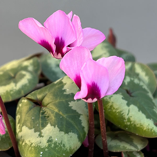 シクラメン（原種系）：コウム　クーミー　ピンク系3号ポット