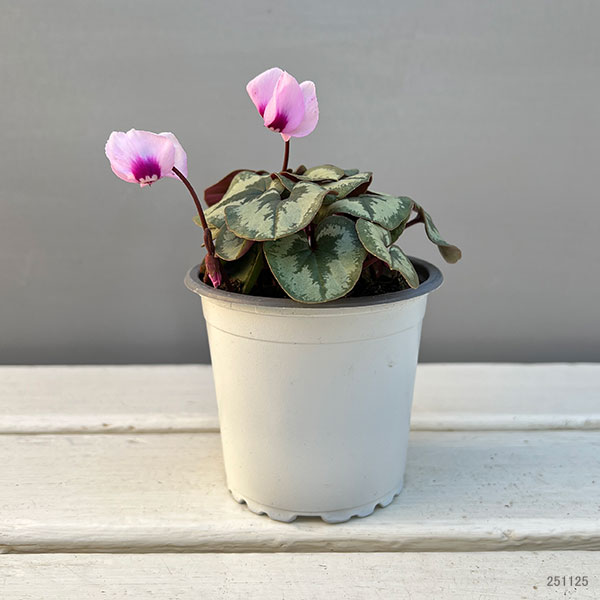 シクラメン(原種系):コウム クーミー ホワイト系3号ポット