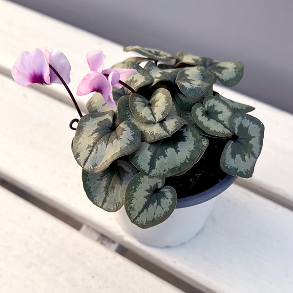 シクラメン(原種系):コウム クーミー ホワイト系3号ポット