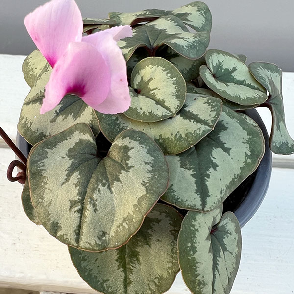 シクラメン(原種系):コウム クーミー ホワイト系3号ポット