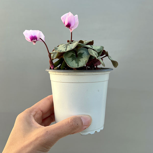 シクラメン(原種系):コウム クーミー ホワイト系3号ポット
