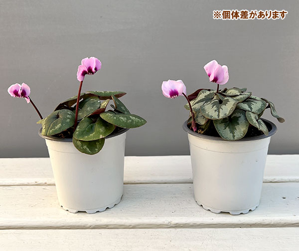 シクラメン(原種系):コウム クーミー ホワイト系3号ポット