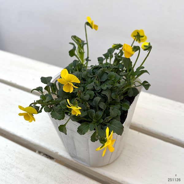 ビオラ：ロカハーツ　ストピオア3.5号ポット