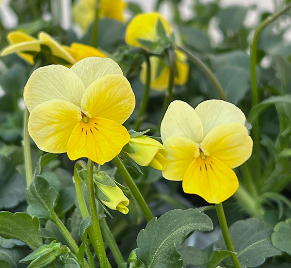 ビオラ：ロカハーツ　ストピオア3.5号ポット