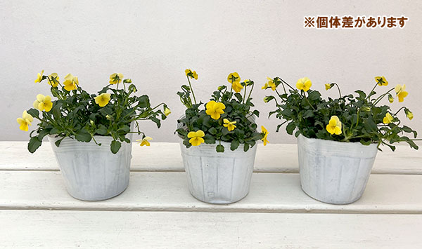 ビオラ：ロカハーツ　ストピオア3.5号ポット