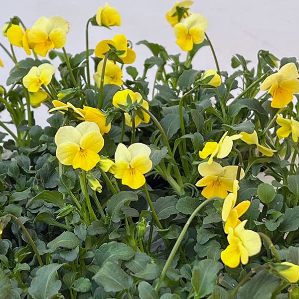 ビオラ：ロカハーツ　ストピオア3.5号ポット