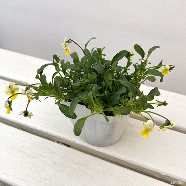 ビオラ：ロカハーツ　マイクロレモン3.5号ポット