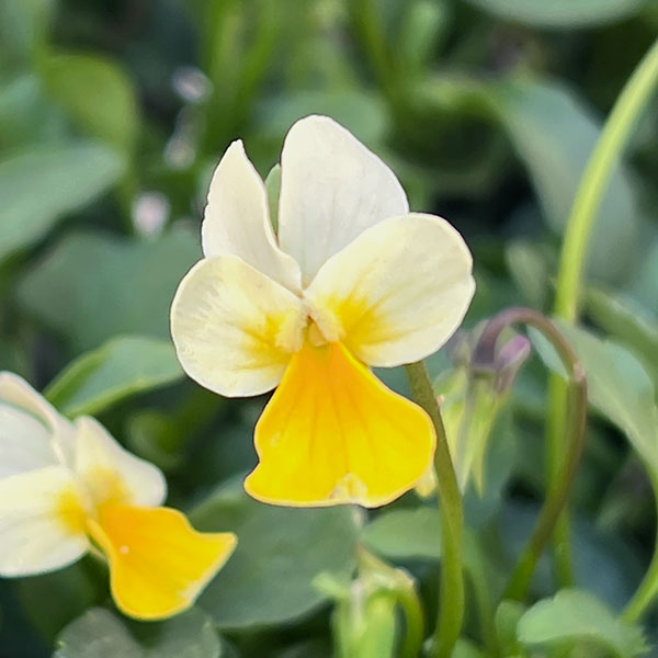 ビオラ：ロカハーツ　マイクロレモン3.5号ポット