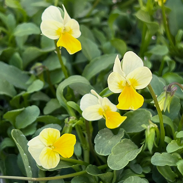 ビオラ：ロカハーツ　マイクロレモン3.5号ポット