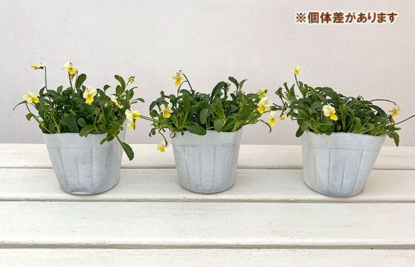 ビオラ：ロカハーツ　マイクロレモン3.5号ポット