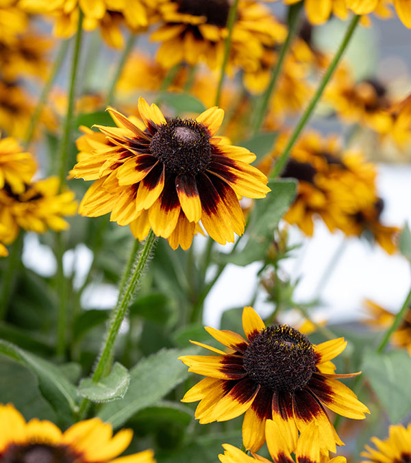 [26年3月中下旬予約]ルドベキア：ソレリア　イエローアイ3.5号ポット