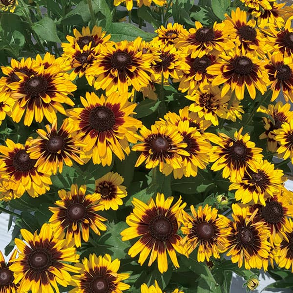 [26年3月中下旬予約]ルドベキア：ソレリア　イエローアイ3.5号ポット