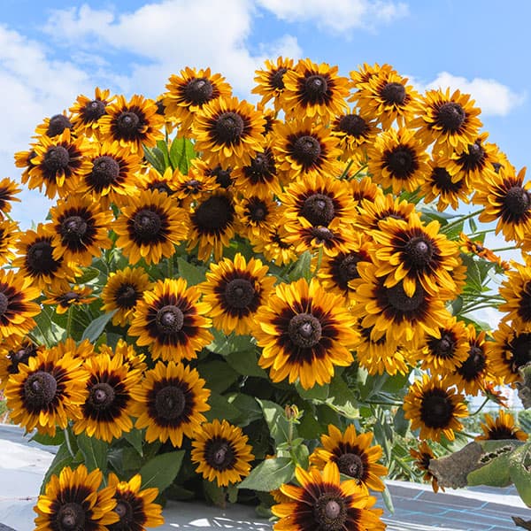 [26年3月中下旬予約]ルドベキア：ソレリア　イエローアイ3.5号ポット