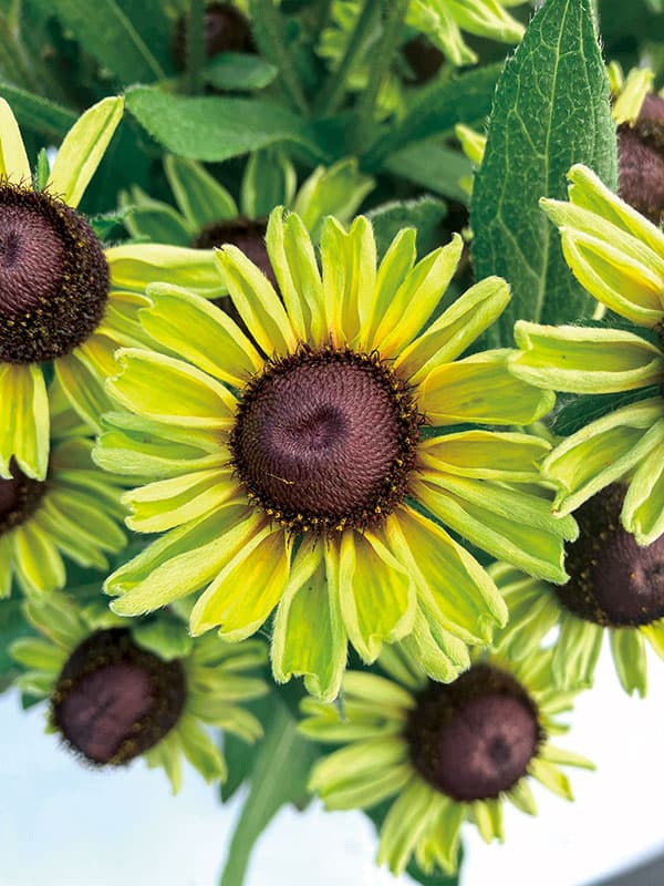 [26年3月中下旬予約]ルドベキア：ソレリア　グリーン3.5号ポット