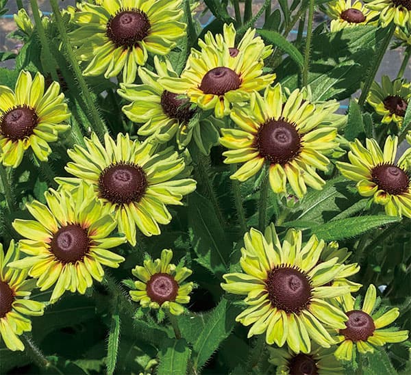 [26年3月中下旬予約]ルドベキア：ソレリア　グリーン3.5号ポット