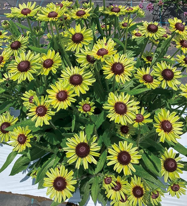 [26年3月中下旬予約]ルドベキア：ソレリア　グリーン3.5号ポット