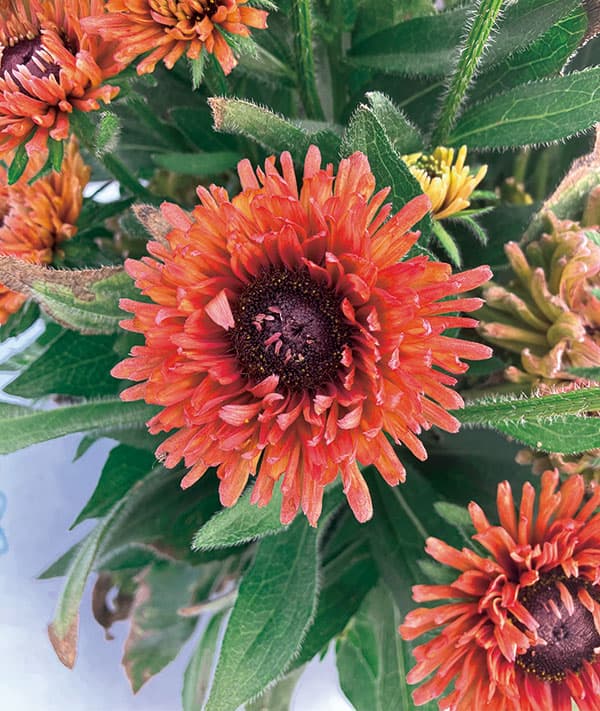 [26年3月中下旬予約]ルドベキア：ソレリア　オレンジダブル3.5号ポット