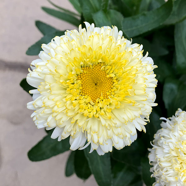 [26年3月中下旬予約]レウカンセマム：スフレエッグ　レモンイエロー3.5号ポット